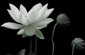 有&ldquo;禅意&rdquo;的名字有哪些？&ldquo;禅意&rdquo;女孩名字大全！